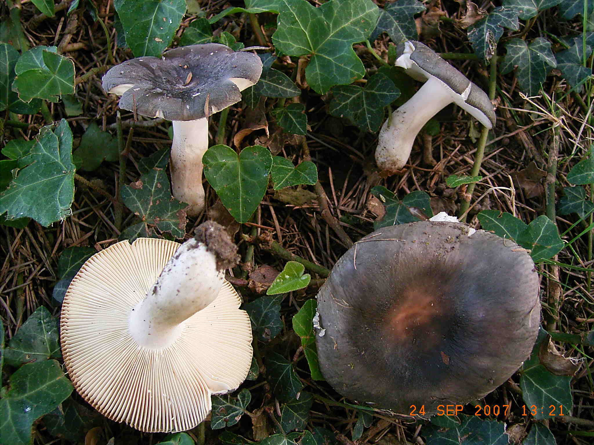 Altri funghi vicino al mio ufficio